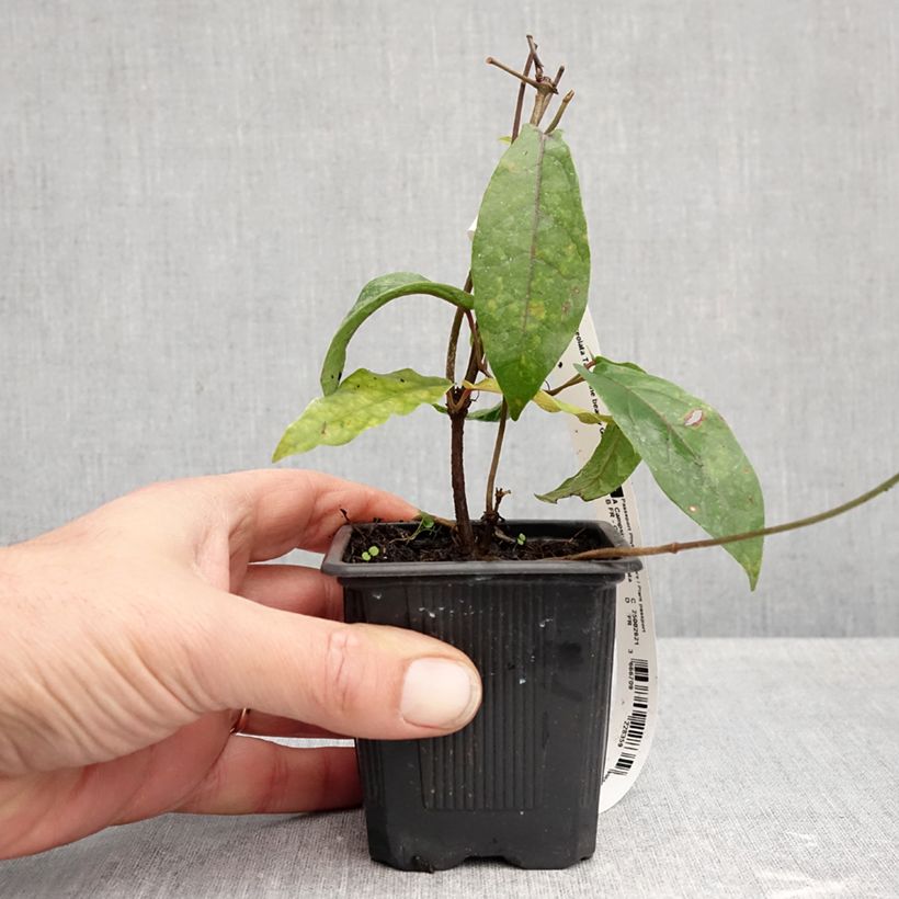 Ejemplar de Campsis capreolata Tangerine Beauty Maceta de 8/9 cm entregado en otoño