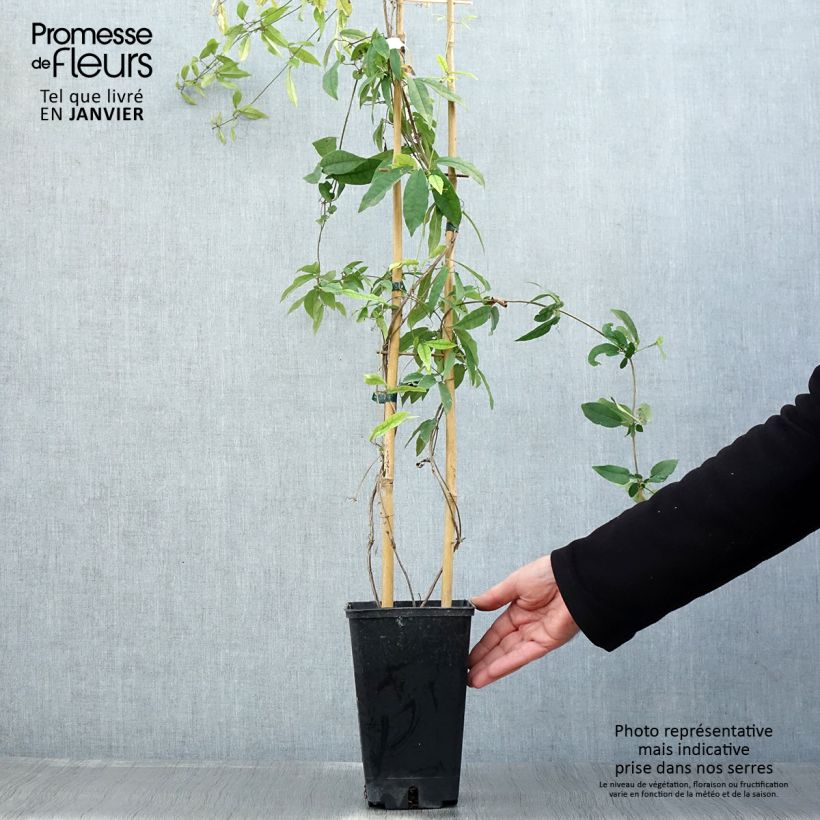 Campsis capreolata Tangerine Beauty Maceta 2L/3L Ejemplar entregado en invierno