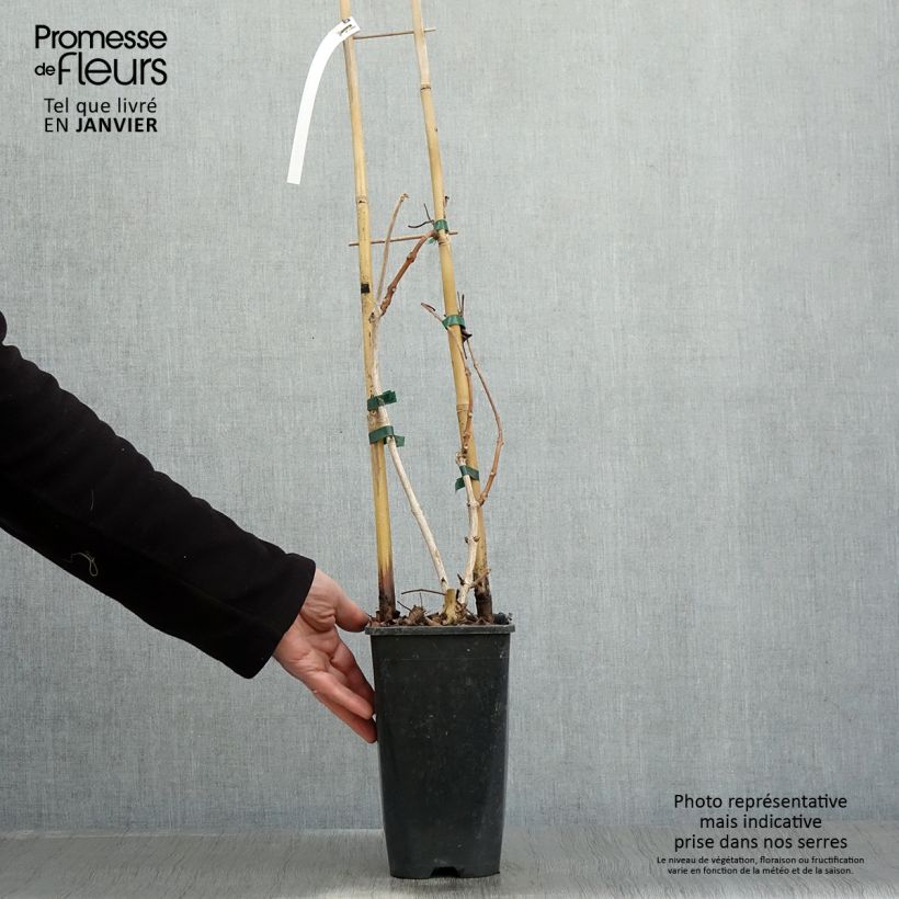 Campsis grandiflora - Trompeta china Maceta 2L/3L Ejemplar entregado en invierno