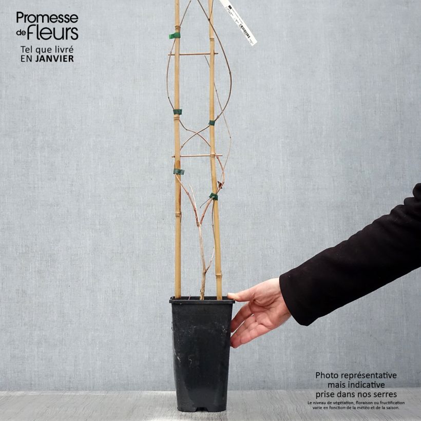 Enredadera de trompeta - Campsis radicans Maceta 2L/3L Ejemplar entregado en invierno