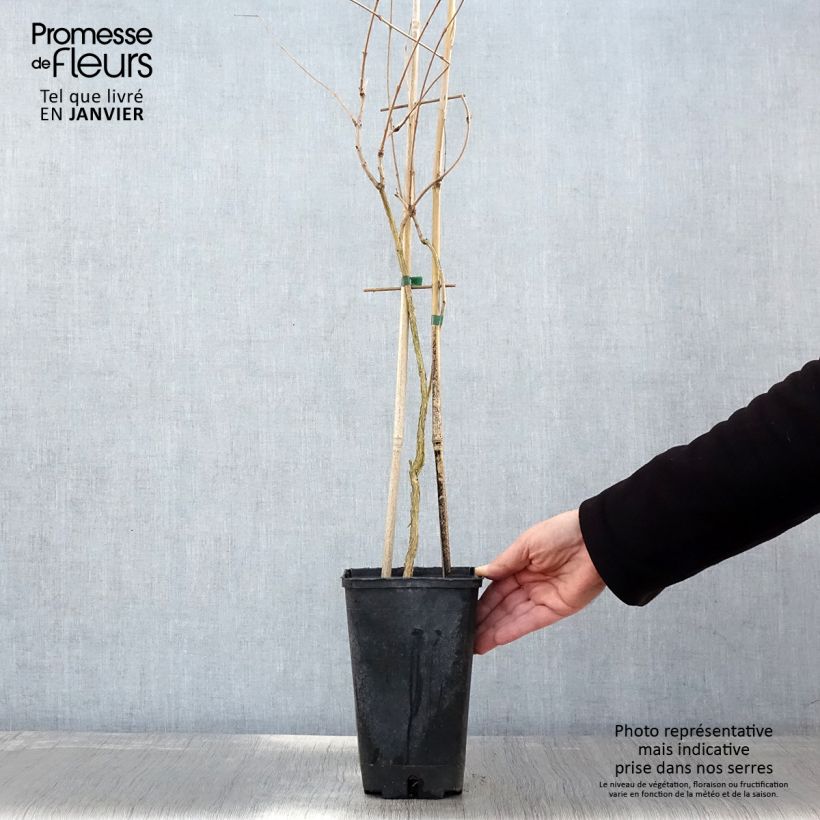 Enredadera de trompeta Flamenco - Campsis radicans Maceta 2L/3L Ejemplar entregado en invierno