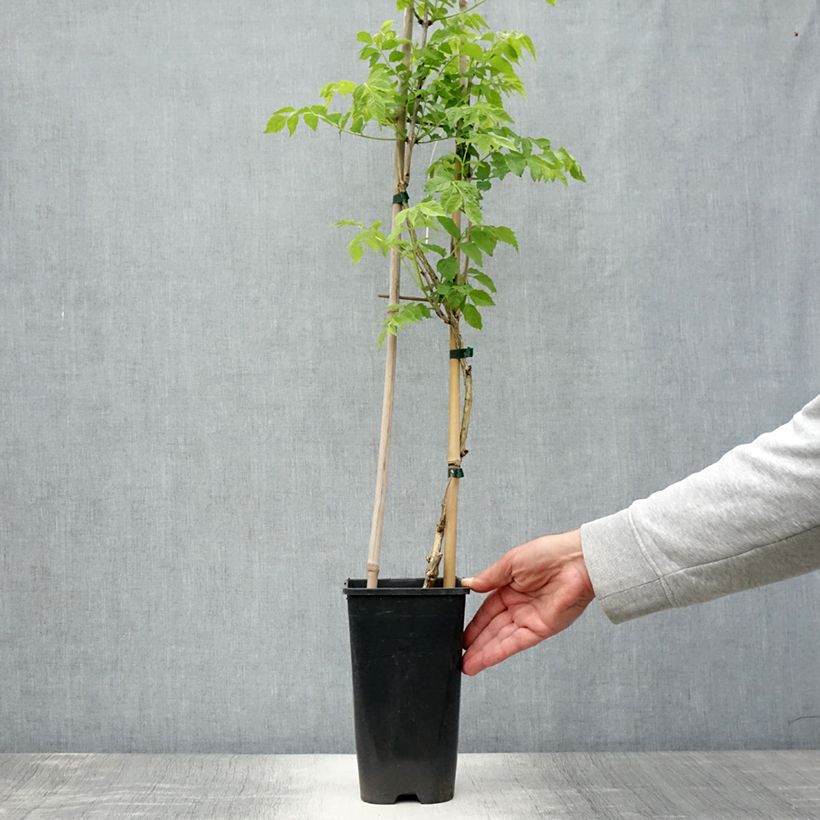 Ejemplar de Enredadera de trompeta Judy - Campsis radicans Maceta 2L/3L entregado en verano