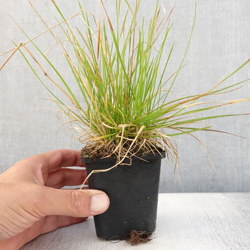 Ejemplar de Deschampsia caespitosa Northern Lights - Grama de monte Maceta de 8/9 cm entregado en verano
