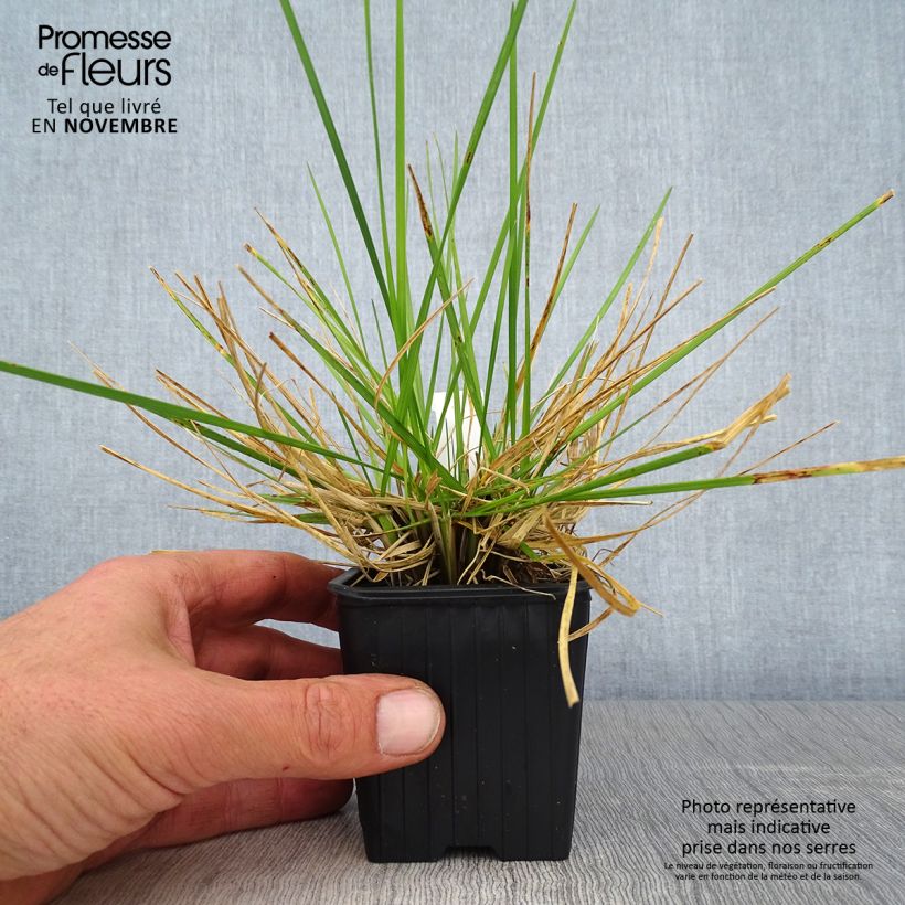 Ejemplar de Deschampsia caespitosa Tauträger - Grama de monte Maceta de 8/9 cm entregado en otoño
