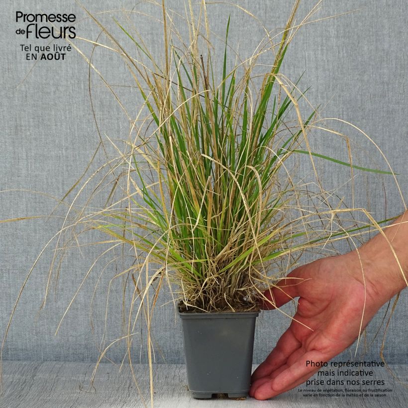 Ejemplar de Deschampsia caespitosa Vivipara - Grama de monte Maceta de 8/9 cm entregado en verano
