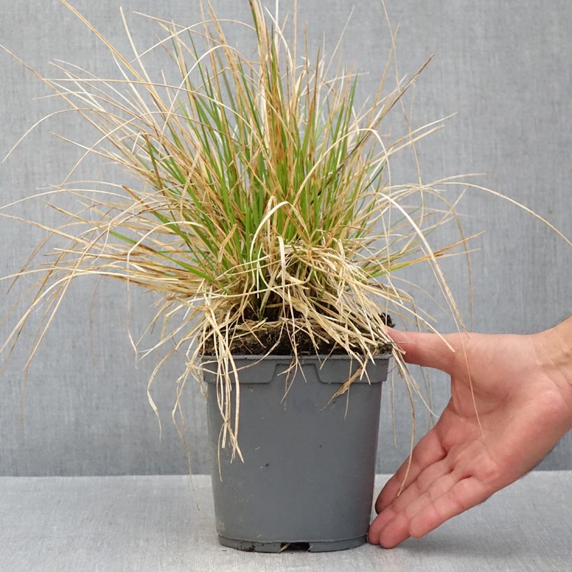 Ejemplar de Deschampsia caespitosa Vivipara - Grama de monte Maceta 2L/3L entregado en otoño