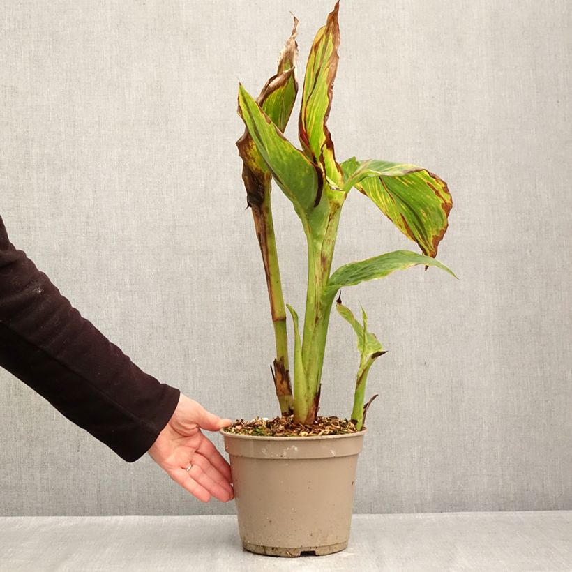 Ejemplar de Canna Black Cleopatra - Caña Maceta 4L/5L entregado en otoño