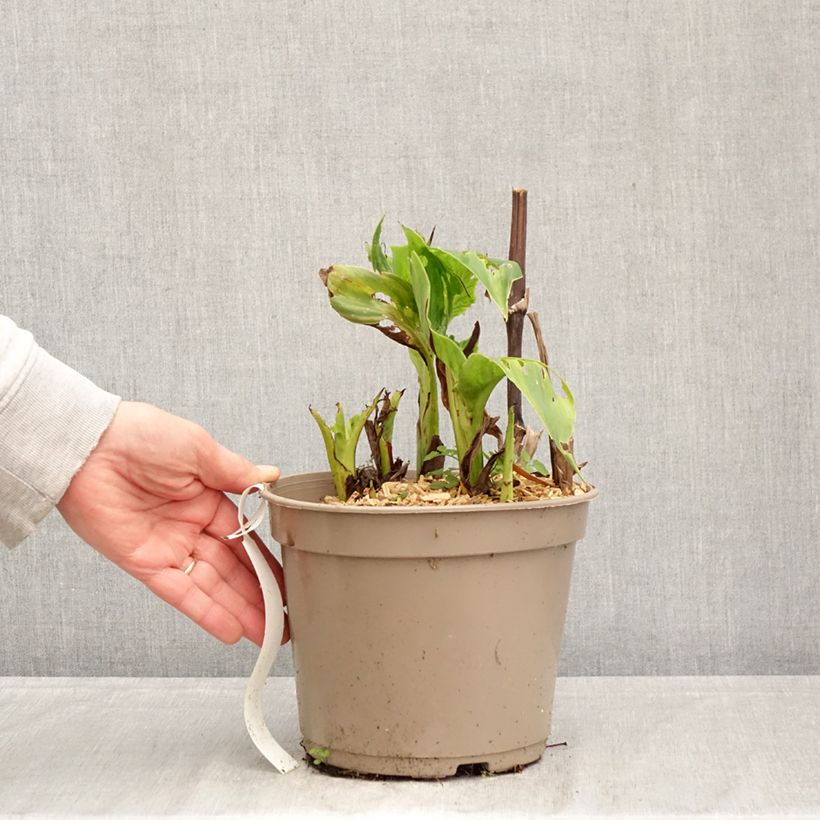 Canna Black Cleopatra - Caña Maceta 4L/5L Ejemplar entregado en la primavera