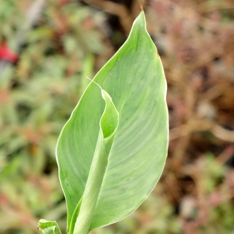Canna Confetti - Caña de las Indias (Follaje)