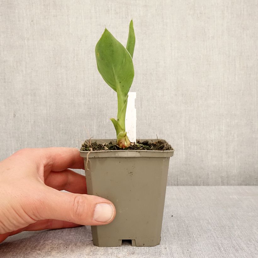 Canna Confetti - Caña de las Indias Maceta de 8/9 cm calibre I Ejemplar entregado en la primavera