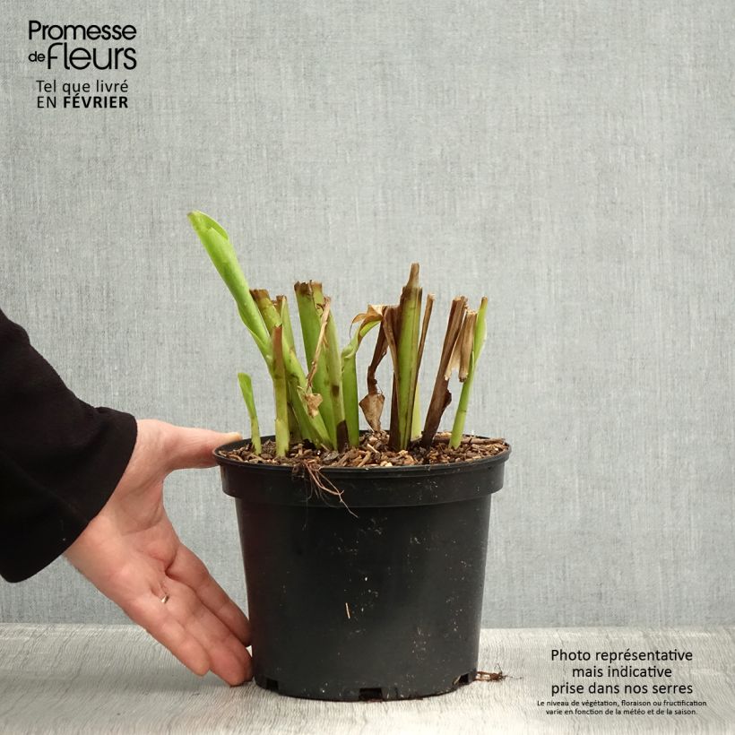 Canna edulis Maceta 2L/3L Ejemplar entregado en invierno