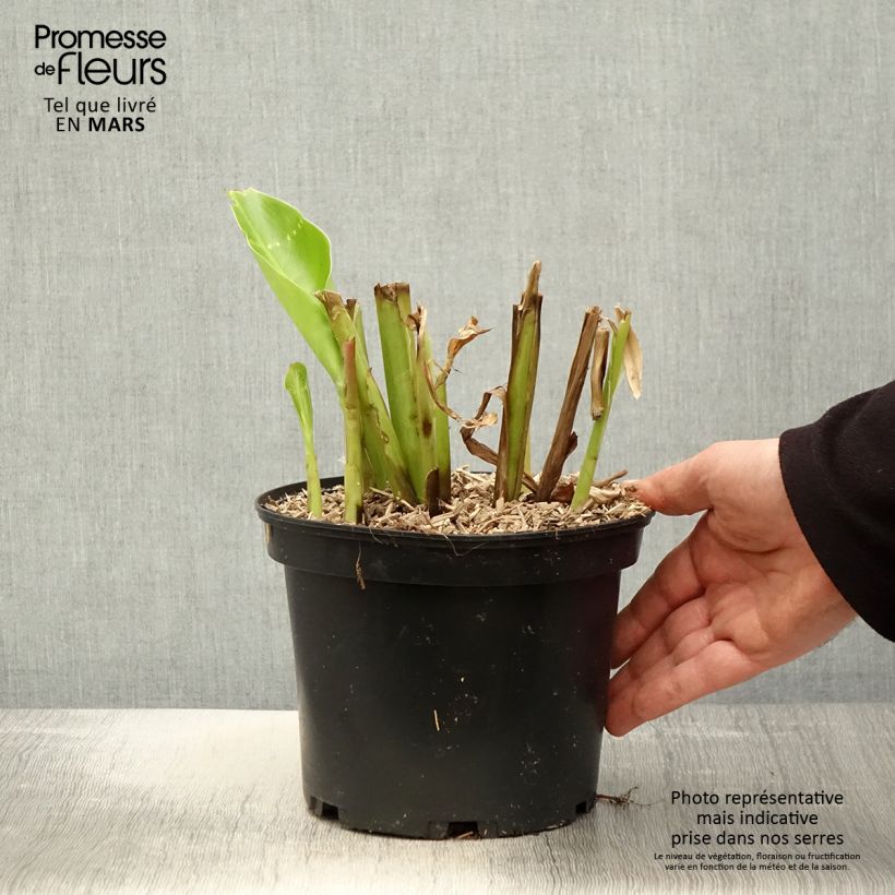 Canna edulis Maceta 2L/3L Ejemplar entregado en la primavera