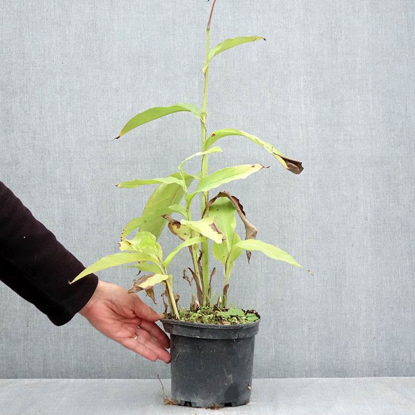 Ejemplar de Canna edulis Maceta 2L/3L entregado en otoño