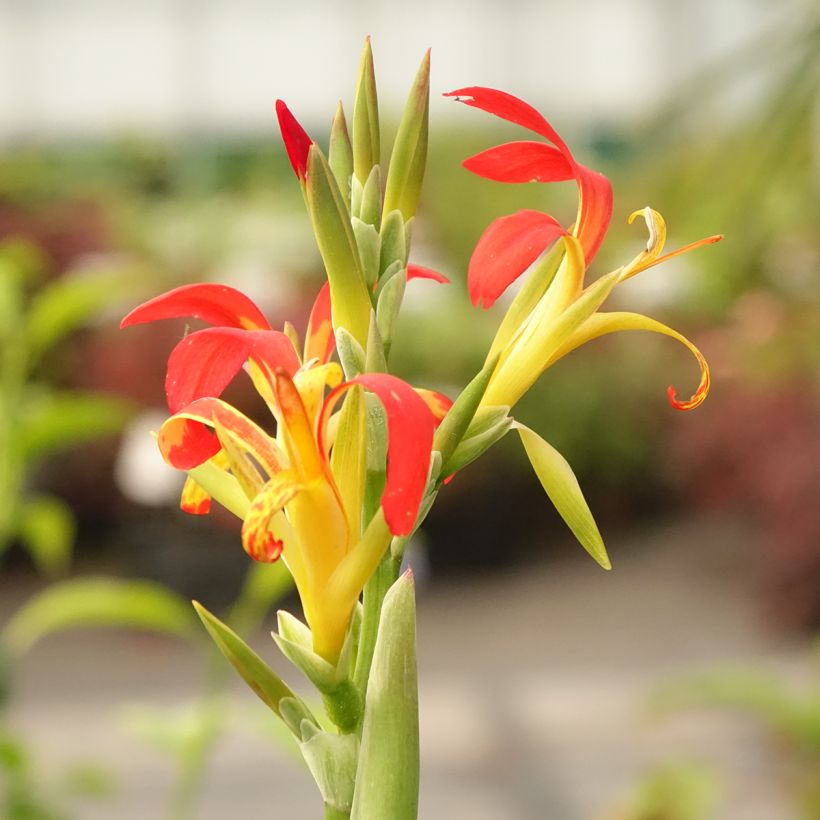 Canna edulis (Floración)