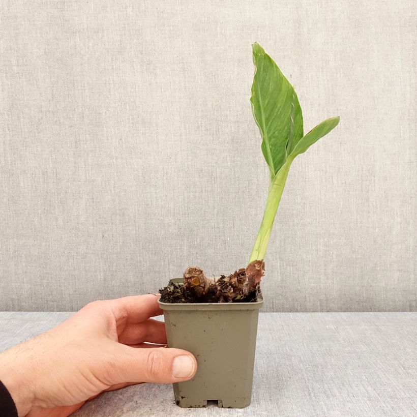 Canna En avant - Caña de las Indias Maceta de 8/9 cm calibre I Ejemplar entregado en la primavera