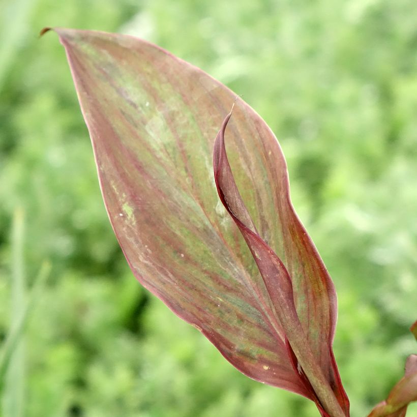 Canna Feu Magique - Caña de las Indias (Follaje)