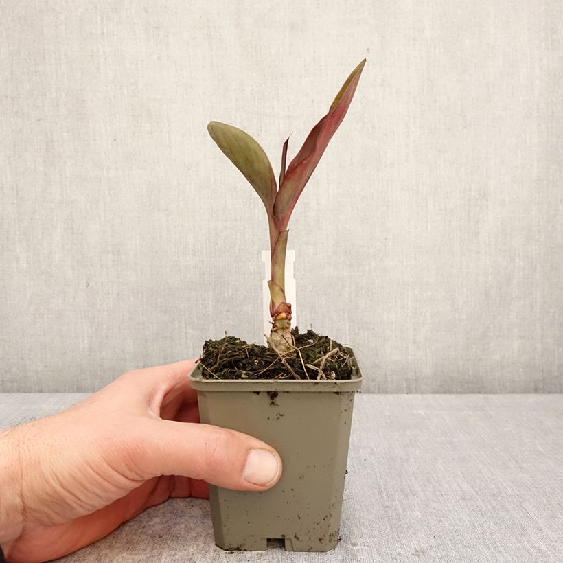 Canna Feu Magique - Caña de las Indias Maceta de 8/9 cm calibre I Ejemplar entregado en la primavera