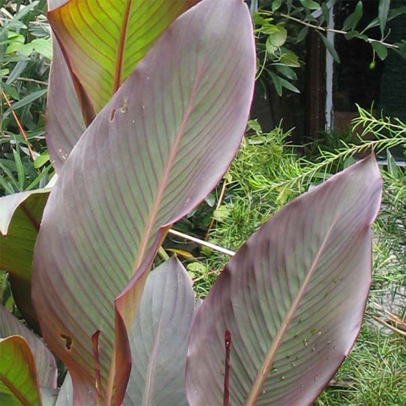 Canna indica Purpurea - Caña de las Indias (Follaje)