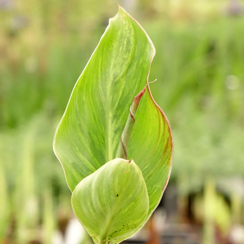 Canna Lucifer - Caña de las Indias (Follaje)