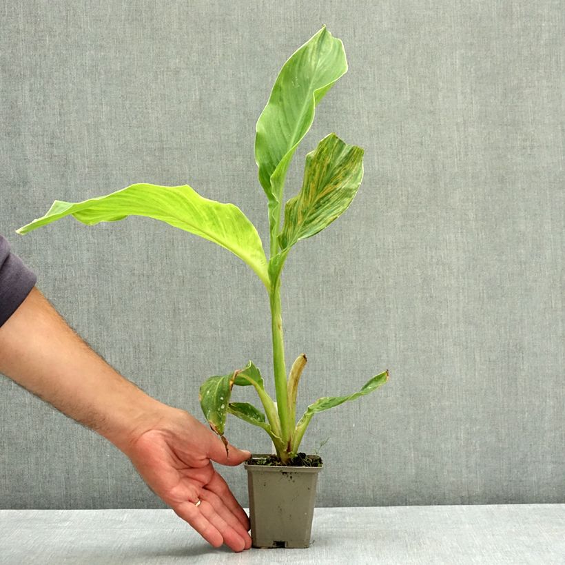 Ejemplar de Canna Lucifer - Caña de las Indias Maceta de 8/9 cm calibre I entregado en verano