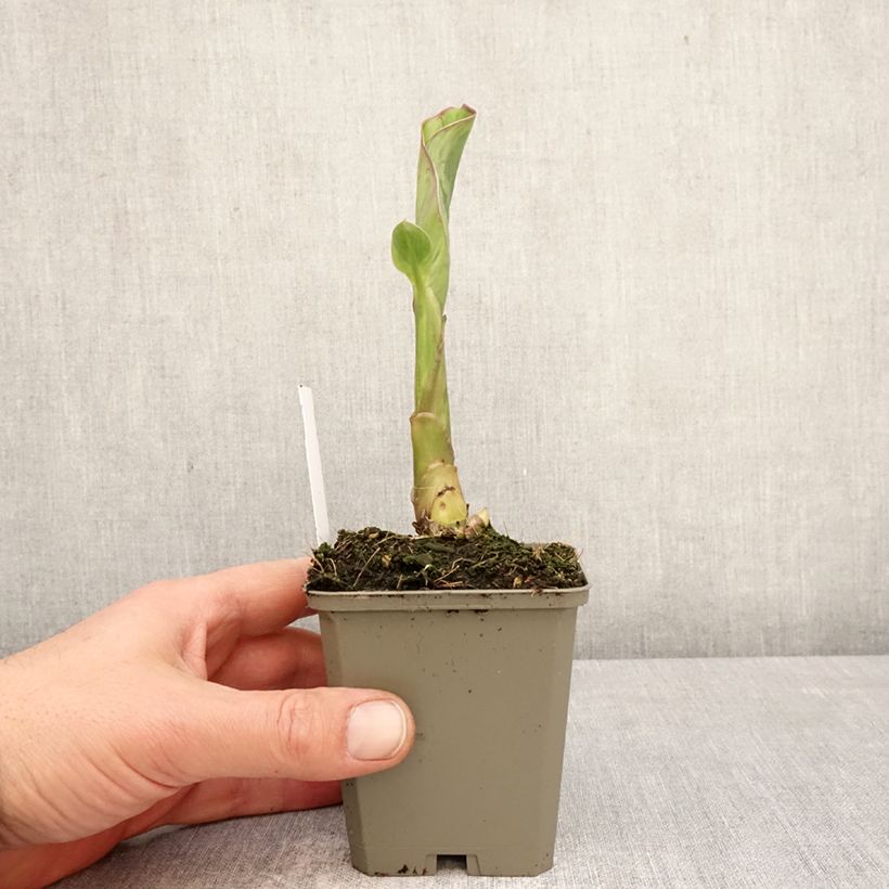 Canna Lucifer - Caña de las Indias Maceta de 8/9 cm calibre I Ejemplar entregado en la primavera