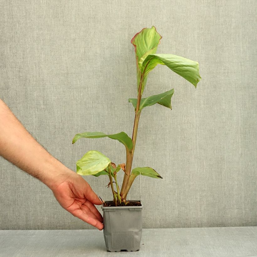 Ejemplar de Canna musaefolia Musaefolia - Maceta 1L/1,5L entregado en verano