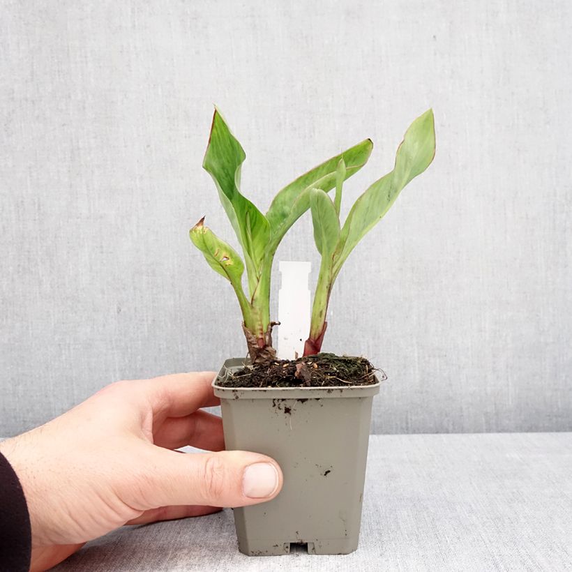 Canna Strasbourg - Caña de las Indias Maceta de 8/9 cm calibre I Ejemplar entregado en la primavera
