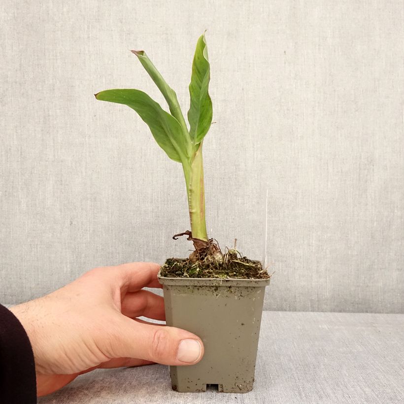 Canna Taroudant - Caña de las Indias Maceta de 8/9 cm calibre I Ejemplar entregado en la primavera