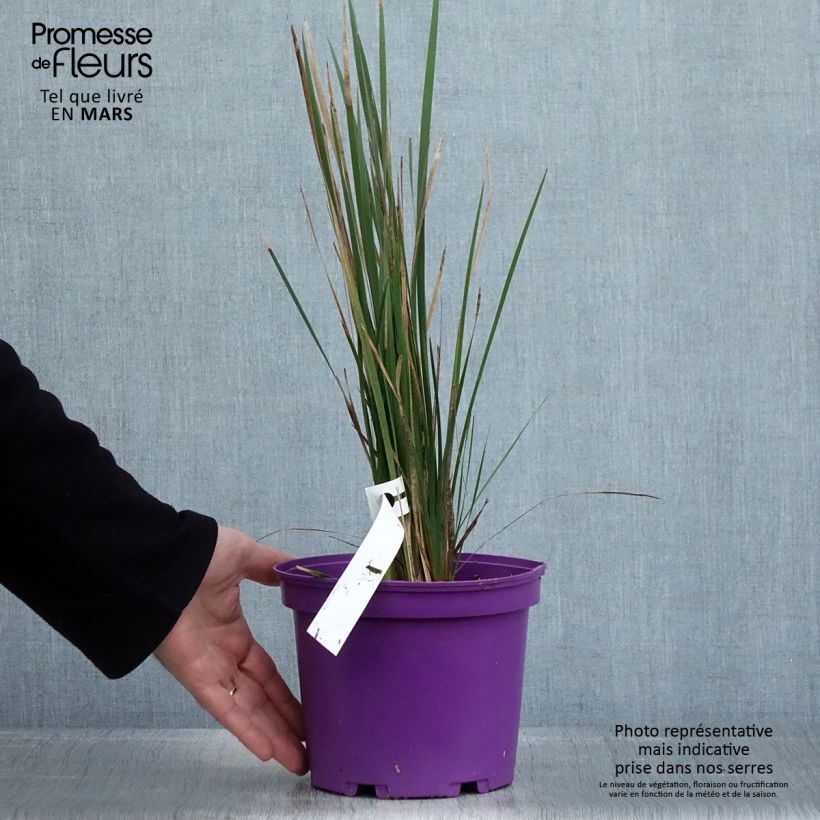 Dierama Blackberry Bells - Pluma del ángel Maceta 2L/3L Ejemplar entregado en la primavera