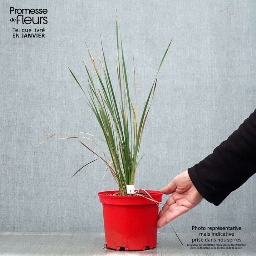 Dierama pulcherrimum Blackbird - Pluma del ángel rosa Maceta 2L/3L Ejemplar entregado en invierno