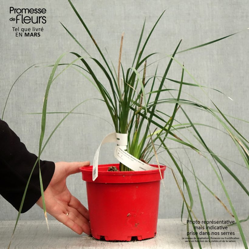 Dierama pulcherrimum Blackbird - Pluma del ángel rosa Maceta 2L/3L Ejemplar entregado en la primavera