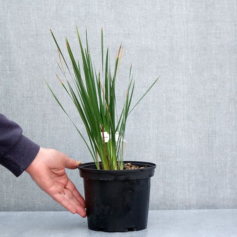 Dierama igneum - Pluma del ángel Maceta 2L/3L Ejemplar entregado en la primavera