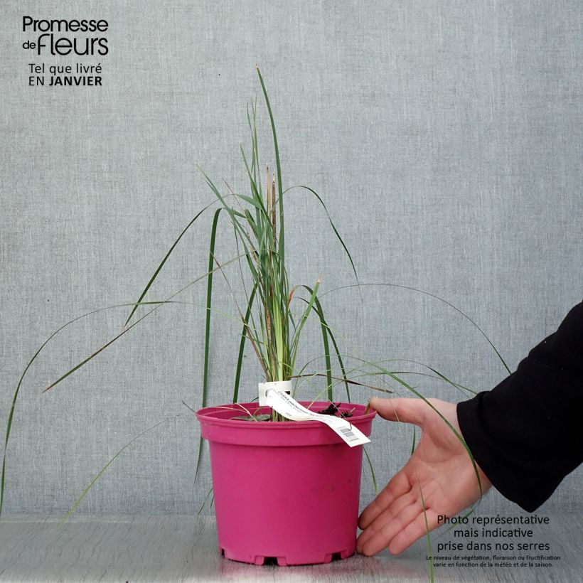 Dierama Pink Rocket - Pluma del ángel Maceta 2L/3L Ejemplar entregado en invierno