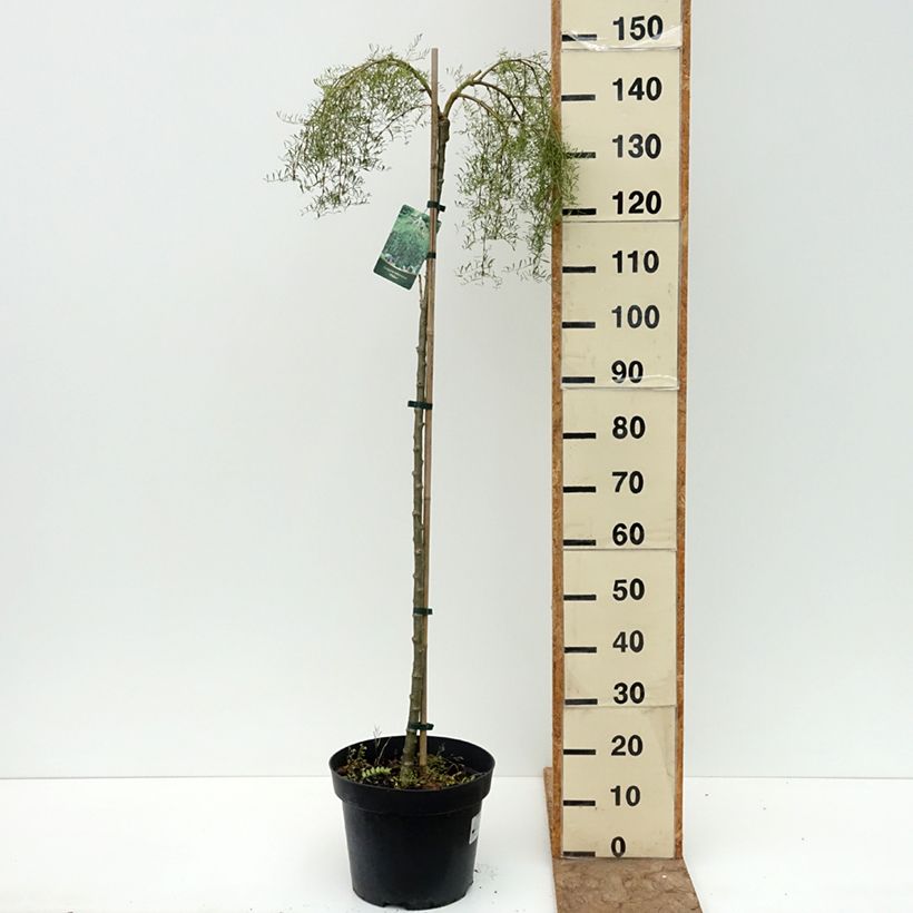 Ejemplar de Caragana arborescens Walker - Guisante siberiano Maceta 7,5L/10L, Tallo alto entregado en verano