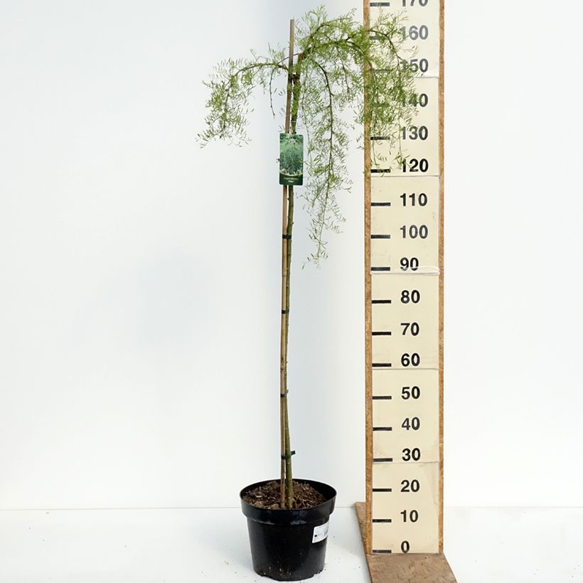 Caragana arborescens Walker - Guisante siberiano Maceta 7,5L/10L, Tallo alto Ejemplar entregado en la primavera