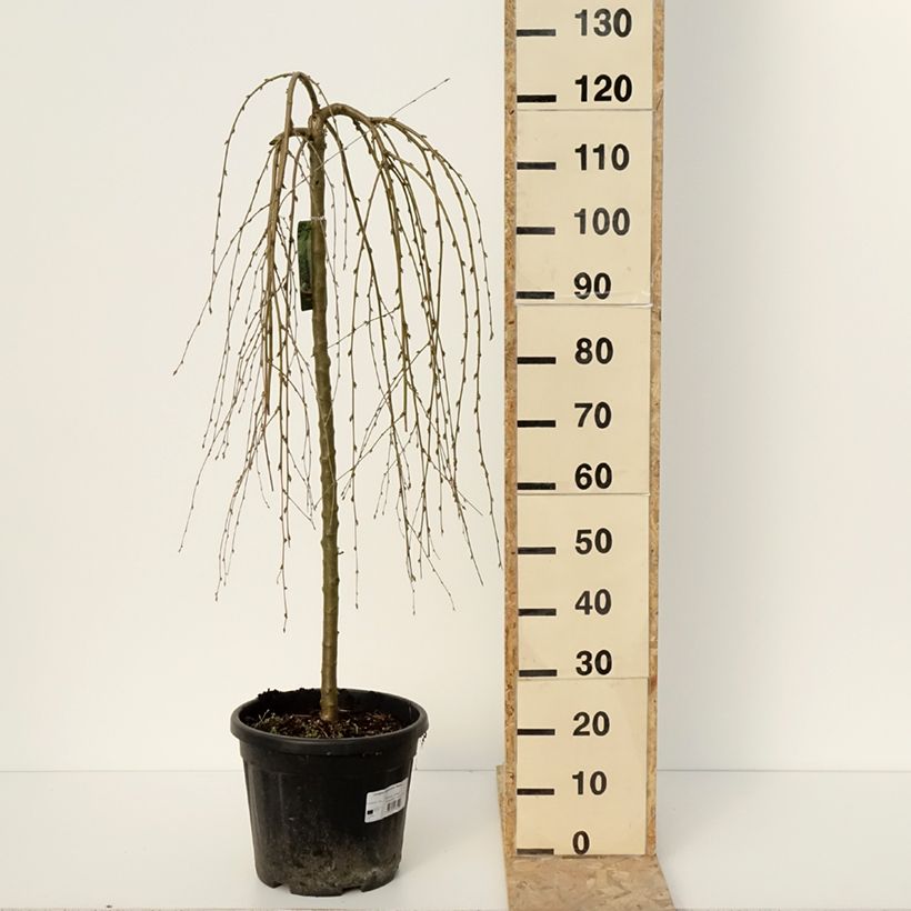 Caragana arborescens Walker - Guisante siberiano Maceta 7,5L/10L Ejemplar entregado en invierno