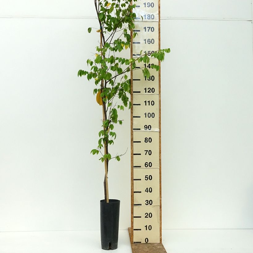 Ejemplar de Carambola Arkin Maceta 6L/7L entregado en verano