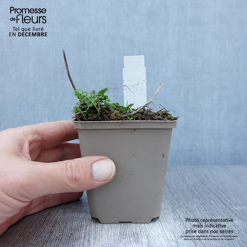 Ejemplar de Cardamine pratensis Flore Pleno Maceta de 8/9 cm entregado en otoño