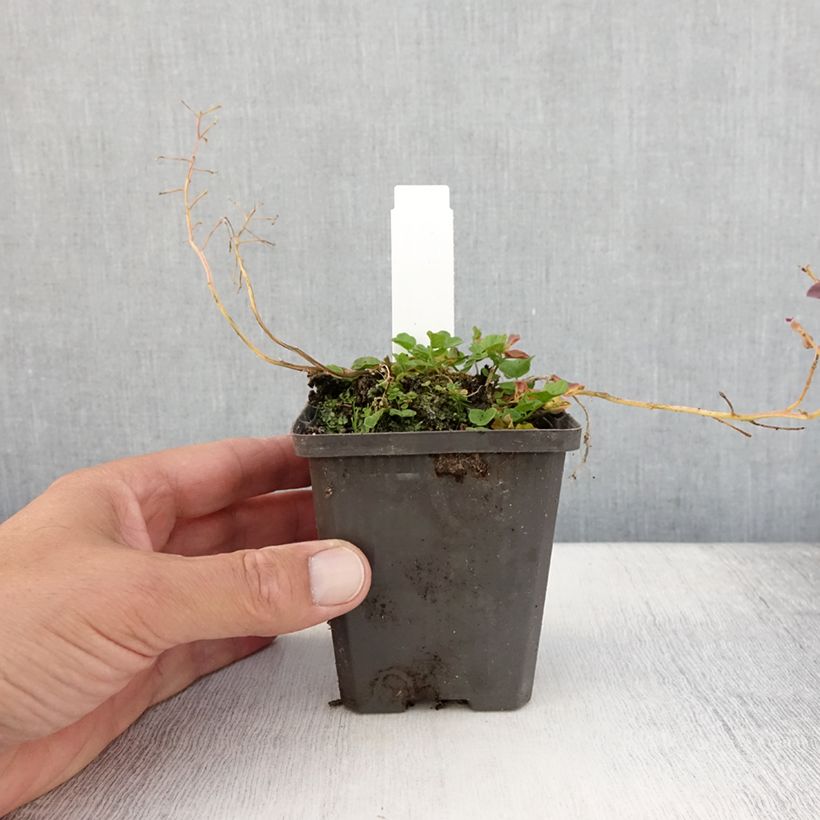 Ejemplar de Cardamine pratensis Flore Pleno Maceta de 8/9 cm entregado en verano