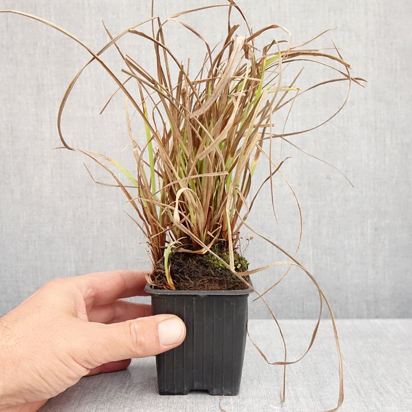 Ejemplar de Carex acuta Maceta de 8/9 cm entregado en otoño