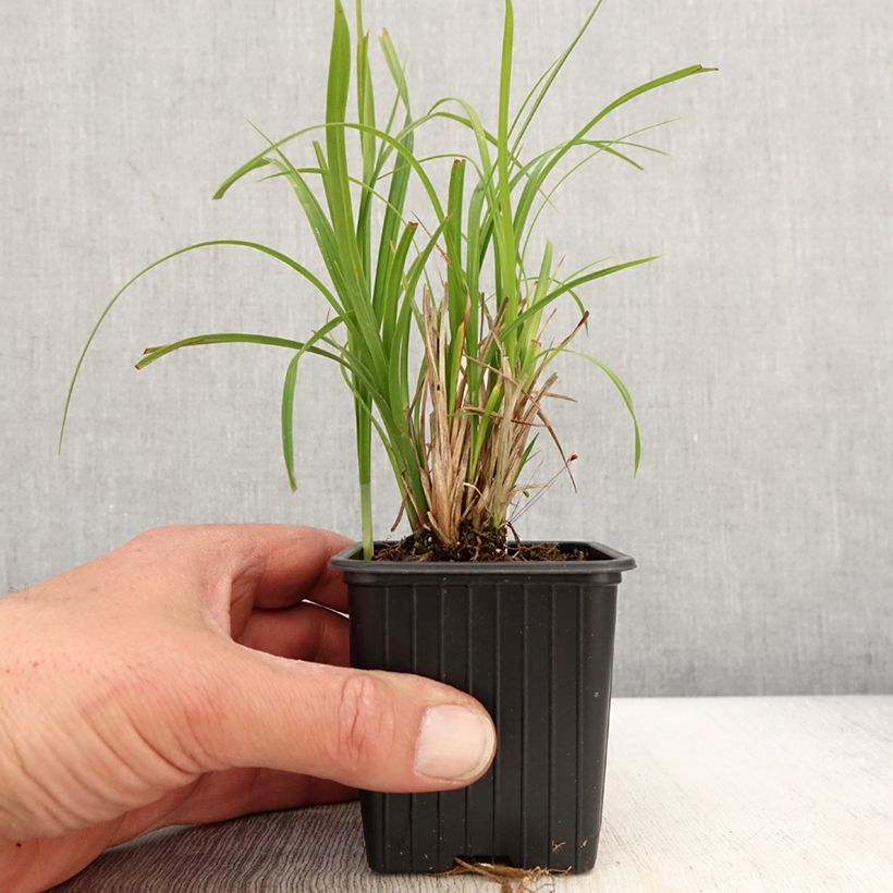 Carex acuta Maceta de 8/9 cm Ejemplar entregado en la primavera