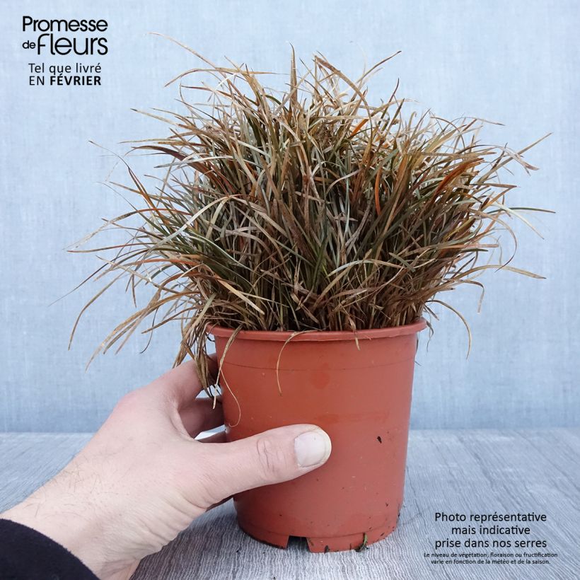 Carex berggrenii Maceta 1L/1,5L Ejemplar entregado en invierno