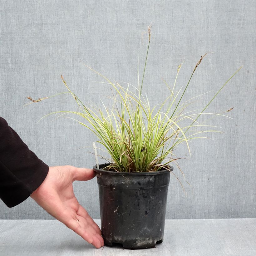 Ejemplar de Carex brunnea Aureovariegata Maceta 2L/3L entregado en otoño