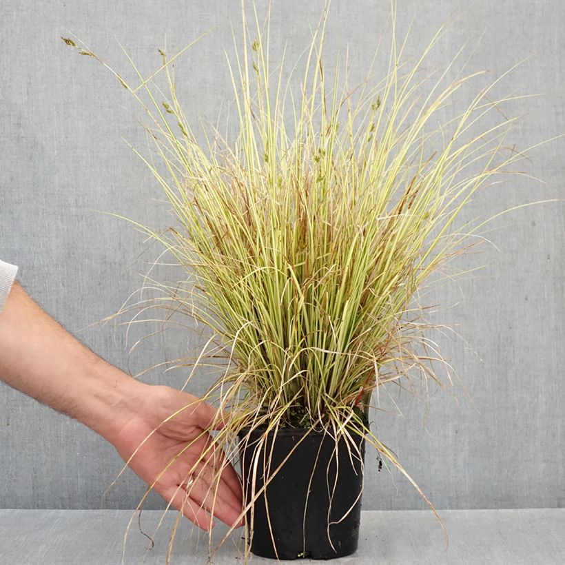 Ejemplar de Carex brunnea Jenneke Maceta 2L/3L entregado en otoño