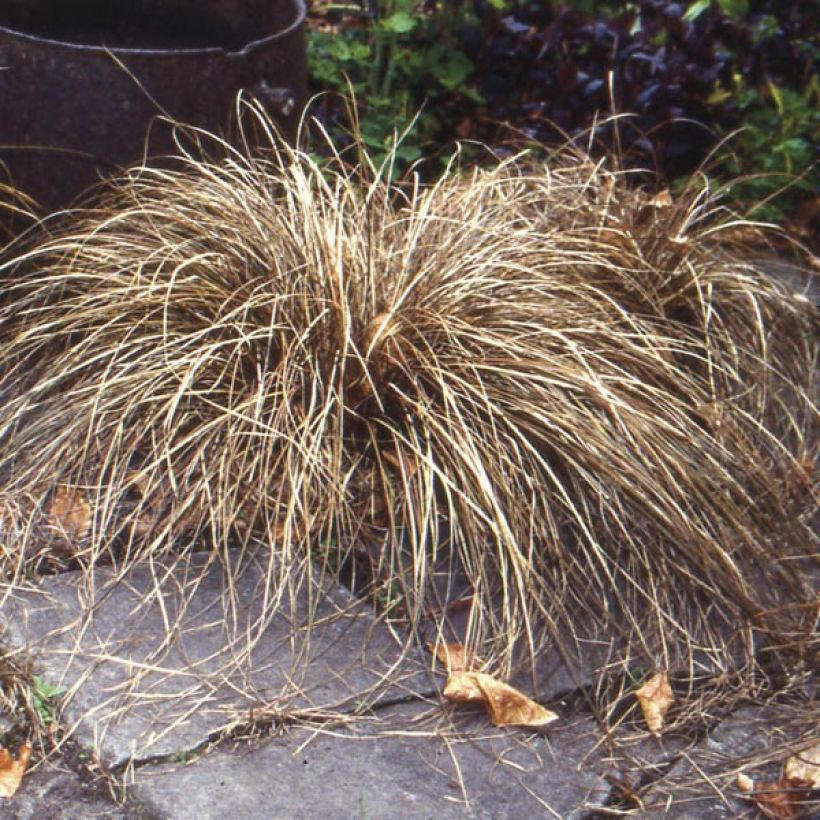 Carex buchananii (Porte)