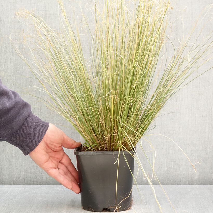 Carex buchananii Green Twist Maceta 1,5L/2L Ejemplar entregado en la primavera