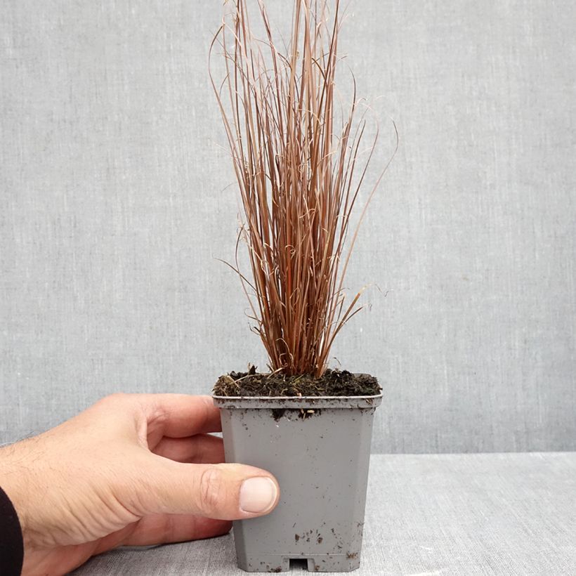 Ejemplar de Carex buchananii Red Rooster Maceta de 8/9 cm entregado en otoño