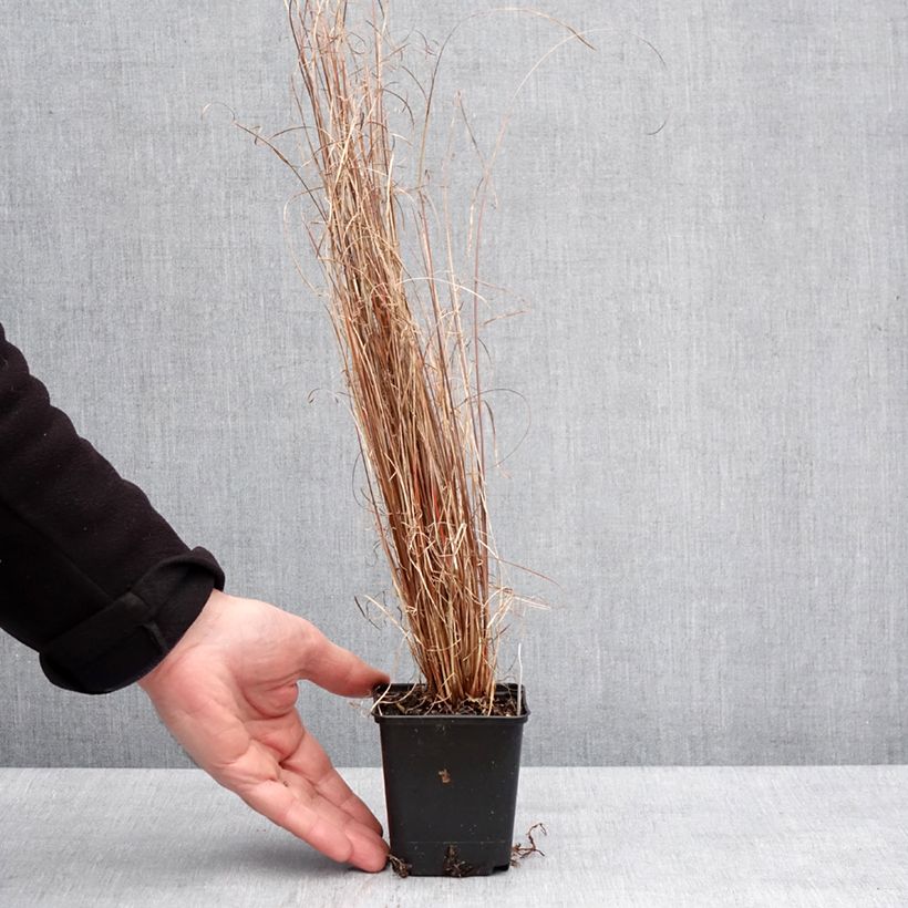 Carex buchananii Red Rooster Maceta de 8/9 cm Ejemplar entregado en invierno
