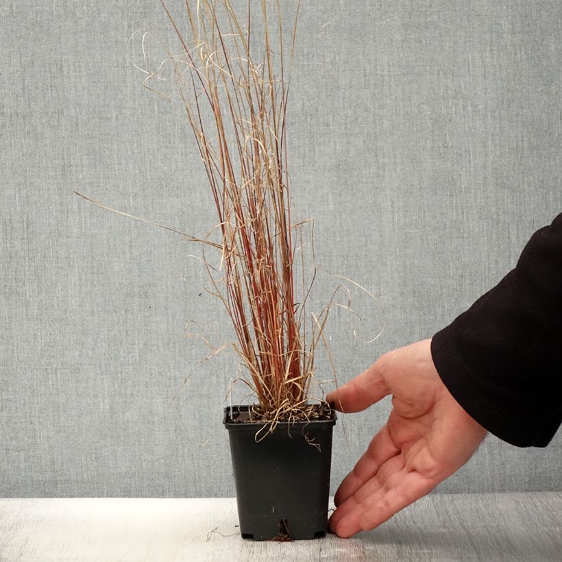 Carex buchananii Red Rooster Maceta de 8/9 cm Ejemplar entregado en la primavera