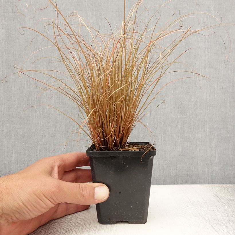 Ejemplar de Carex comans Bronco Maceta de 8/9 cm entregado en verano